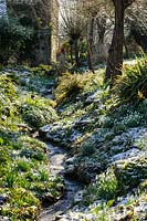 View along the ditch with banks carpeted with Galanthus - Snowdrop in snow