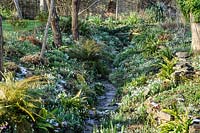 General view along ditch, banks carpeted with Galanthus - Snowdrop 