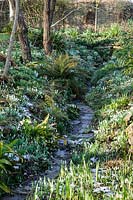 General view along ditch, banks carpeted with Galanthus - Snowdrop