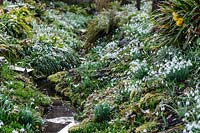 Galanthus - Snowdrop - growing on banks of a ditch 