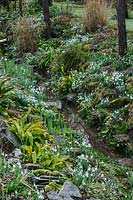 General views of ditch with banks carpeted with Galanthus - Snowdrop