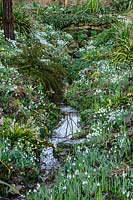 General view along ditch with banks carpeted with Galanthus - Snowdrop