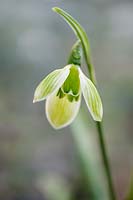 Galanthus elwesii 'Rosemary Burnham' - Snowdrop