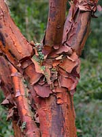 Acer griseum - Paperbark Maple 