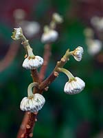 Edgeworthia chrysantha - Paperbush 