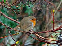 Erithacus rubecula - European Robin perched on an Hydrangea stem in January.  