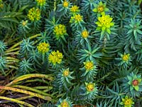 Euphorbia pontica - Black Sea Spurge