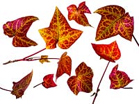Hedera - Ivy leaves 