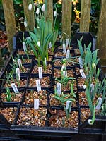 Young Snowdrop seedlings ready for planting out at East Ruston Old Vicarage garden, Norfolk, UK.