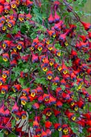 Tropaeolum tricolor - Bolivian nasturtium