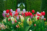 Tulipa and Hyacinthus - Mixed Spring flowers with topiary in Dutch garden, East Ruston Old vicarage Gardens, Norfolk, UK. 