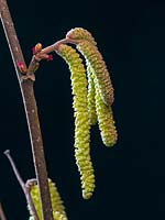 Corylus avellana with male and female catkins - Hazel