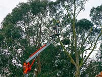 Man cutting branches from Eucalyptus tree, wearing safety harness. Equipment  for tree surgery. 