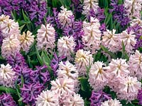 Hyacinthus orientalis 'Lady Derby' 