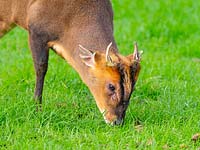 Muntjac Deer - Muntiacus reeves in Norfolk garden