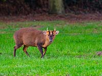 Muntjac Deer - Muntiacus reeves in Norfolk garden  