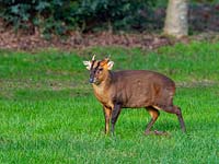 Muntjac Deer - Muntiacus reeves in Norfolk garden 