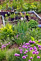 Herb and vegetable beds in early May with Allium schoenoprasum, Allium fistulosum, Rumex and vegetable seedlings.