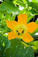 Courgette flower with bees - Cucurbita pepo