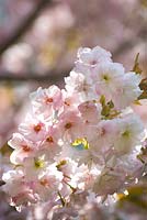Prunus Kursa - Flowering Cherry