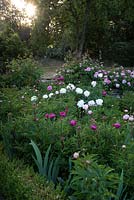 Peony bed in cotswold garden