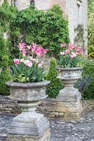 Stone urns planted with Tulipa 'Yonina' and Tulipa 'Foxtrot' in Cotswold Manor House Garden. 