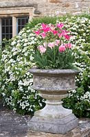 Stone urn planted with Tulipa 'Yonina' and Tulipa 'Foxtrot' in Cotswold Manor House Garden.
