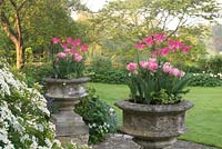 Stone urns planted with Tulipa 'Yonina' and Tulipa 'Foxtrot' in Cotswold Manor House Garden.