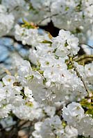Prunus - White cherry blossom