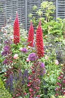 Lupinus 'Beefeater' in border with Peony and Angelica