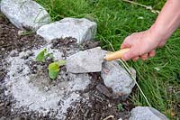 Person spreading ash around a cucumber stalk to protect it from slug attacks