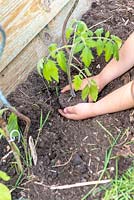 Girl planting a tomato 'Black Crimea' in late spring. 