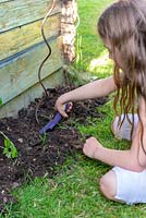 Girl planting a tomato 'Black Crimea'