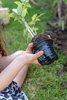 Girl planting a tomato 'Black Crimea' in late spring.