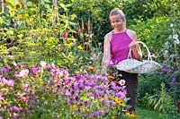 Woman picking edible flowers - rose mallow.