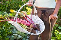 Woman holding trug of freshly harvested beetroot.