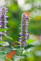 Agastache 'Blue Fortune' with a honey bees.