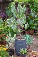 Leucadendron argenteum growing in a pot. 