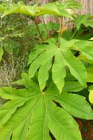 Tetrapanax papyrifer - Chinese rice-paper plant