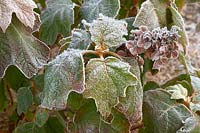 Hydrangea quercifolia caught in the frost - Oaked-leaved Hydrangea 