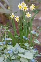 Narcissus 'Minnow' with Brunnera macrophylla 'Silver Wings'