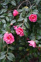 Camellia reticulata x saluenensis 'Phyl Doak'