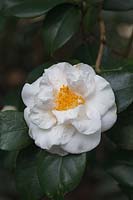 Camellia japonica 'Hakurakuten'