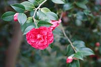 Camellia x williamsii 'Rose Parade'