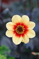 Dahlia 'Moonfire' - Single flowered Dahlia