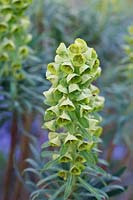 Euphorbia characias - Spurge 