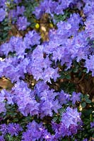 Rhododendron 'Blue Diamond' Group