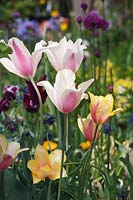 Tulipa 'Blushing Lady' 