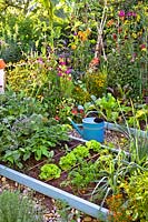 Vegetable raised beds and mixed flower border. Planting includes lettuce, carrots, French beans, cabbage, borage, savory, kale, basil, purple basil, marigold, nasturtium, tagetes, coneflowers, Cosmos, Verbena bonariensis, Lavatera trimestris - rose mallow, dahlia and welsh onion.