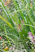 Wasp spider on ladder web with morning dew.